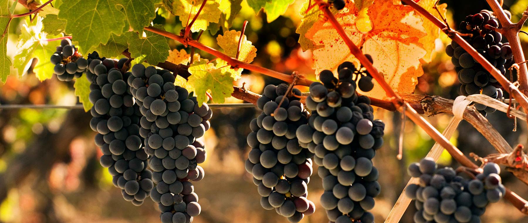 Clos Apalta image