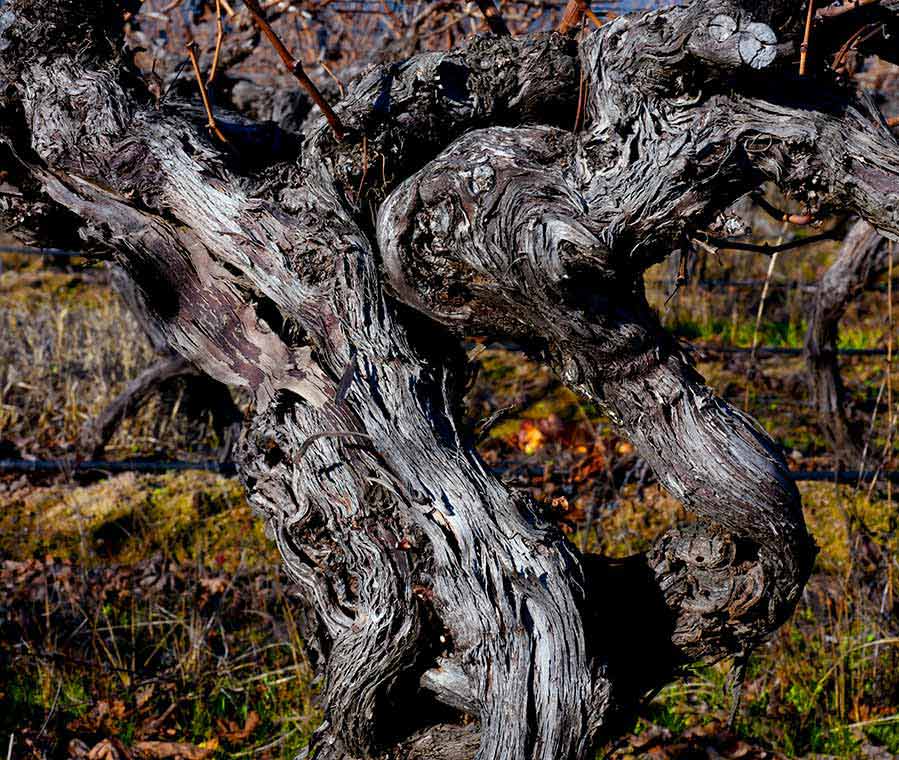 Old Vines